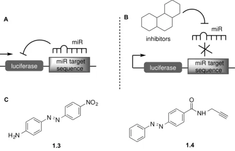 Figure 1.15. Intracellular assay for the evaluation of miRNA inhibition by small molecules