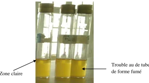 Figure 9 : Aspect microaréphiles des bactéries lactique sur milieu MRS liquide après  incubation à 37°C pendant 24 h