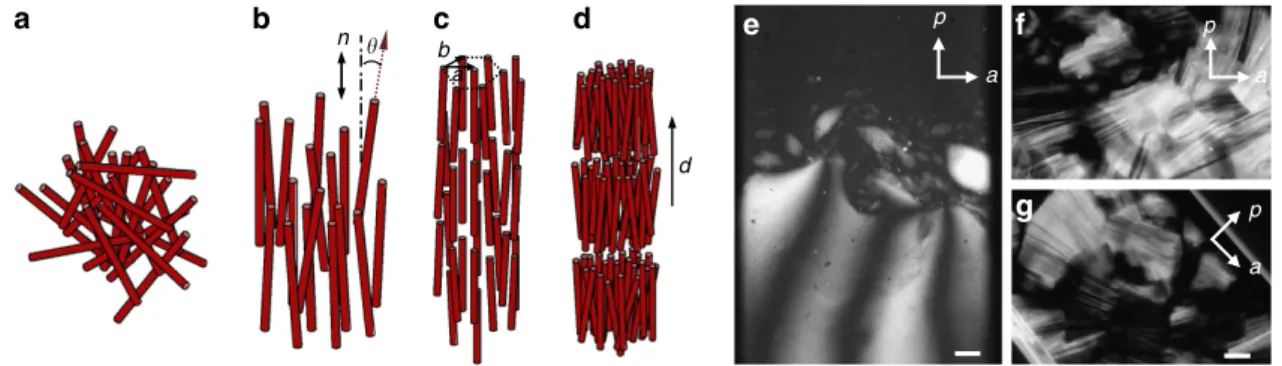 Figure 2 | Liquid-crystal phases in imogolite suspensions. Schematic representations of (a) isotropic liquid, (b) nematic, (c) columnar and (d) smectic liquid-crystal phases