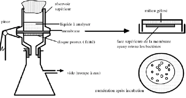 Figure 11: schémadu principe de la technique de culture sur membrane  Recherche de coliformes totaux   