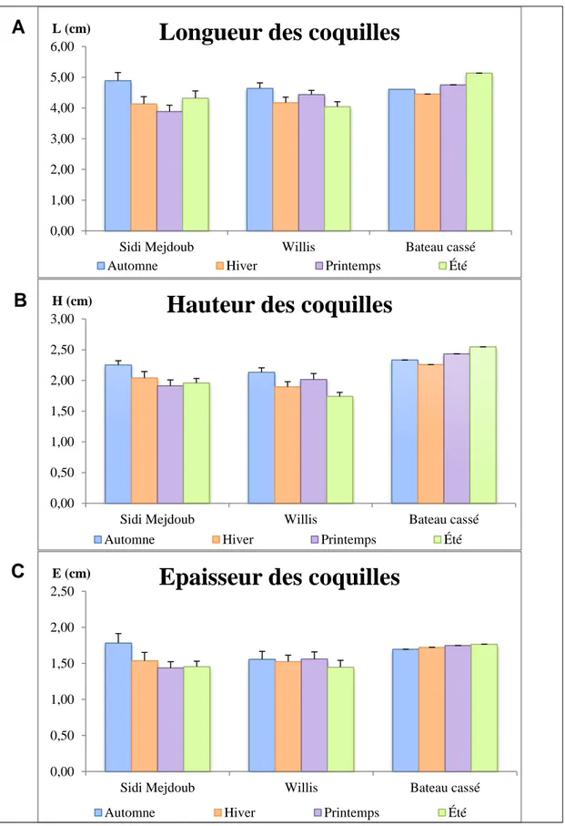 Fig. 23 : Variations des moyenne saisonnière des paramètres biométriques (A : Longueur ;  B : Hauteur et C : Epaisseur) des moules Mytilus galloprovincialis, provenant des trois sites 