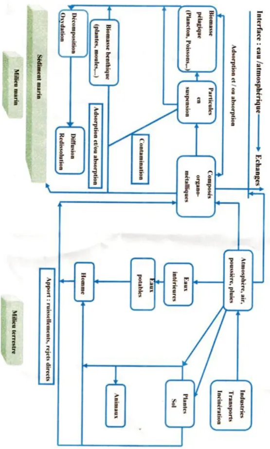 Figure 2 : schéma générale du cycle biogéochimique des métaux lourd dans le milieu marin  et en rapport avec le milieu terrestre (in Aoumeur, 1990)