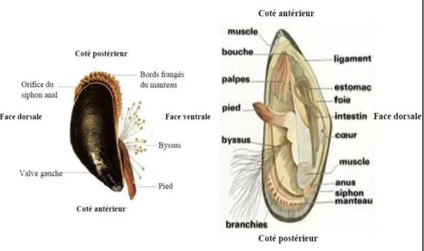 Figure 5 : Anatomie interne et externe de la moule Mytilus galloprovincialis (Khelil, 2007; 
