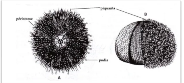 Figure 10 : Morphologie externe de l‘oursin régulier P .Lividus A : face orale B : face aborale  (Beaumont, 1998)