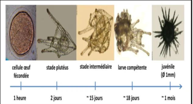 Figure 15: Chronologie du cycle de vie de l'oursin Paracentrotus lividus (Miard et Couvray  , 2014)