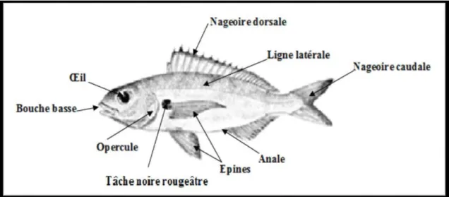 Figure 02: Morphologie externe de Pagellus acarne (Risso, 1827)   (in Bensahla 2014). 