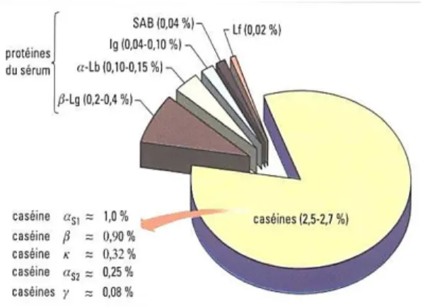 Figure 2 : Pourcentage des différentes protéines du lait (Cayot et Lorient, 1998 cités par  Vignola, 2002)