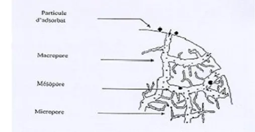 Figure I.1. Représentation de la microstructure d’un charbon actif