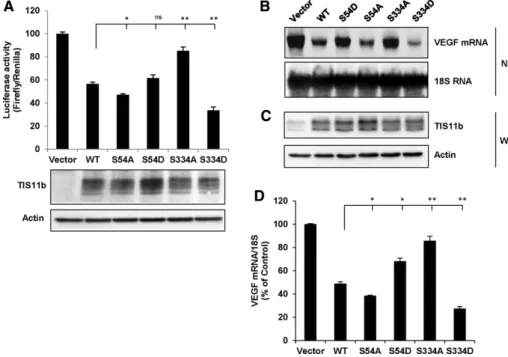 FIGURE 8:  The phosphomimetic TIS11b-S334D mutant is more potent than WT TIS11b in  decreasing VEGF 3′ UTR–driven luciferase activity and endogenous VEGF mRNA steady-state  levels