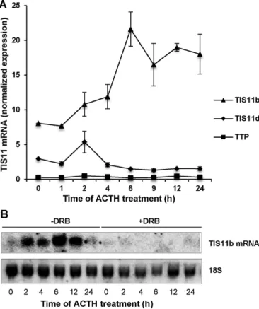 Figure 3C). Transfection of COS7 cells with pWT and subsequent  treatment with forskolin to increase cAMP levels significantly  stimu-lated the basal activity of the reporter gene about threefold, thus  indicating that TIS11b promoter is regulated by the c