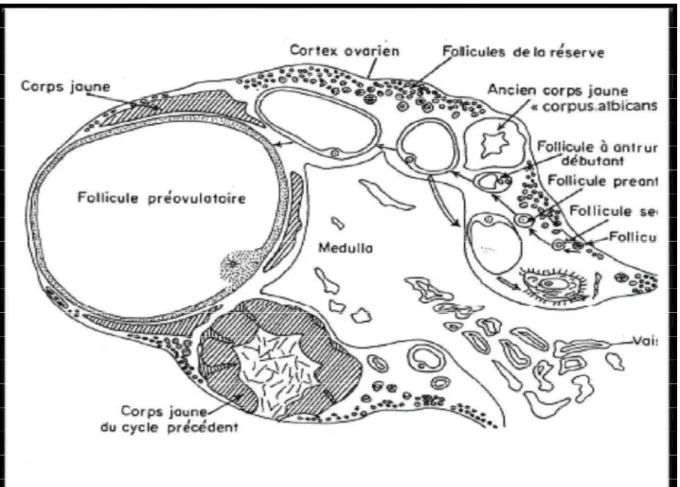 Figure 2 : Représentation d’un ovaire de mammifère (DRIANCOURT, 2001) 