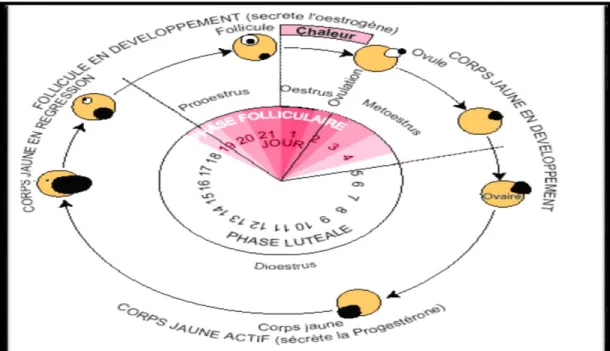 Figure 3 : Cycle sexuel de la vache (WATTIAUX, 2004) 