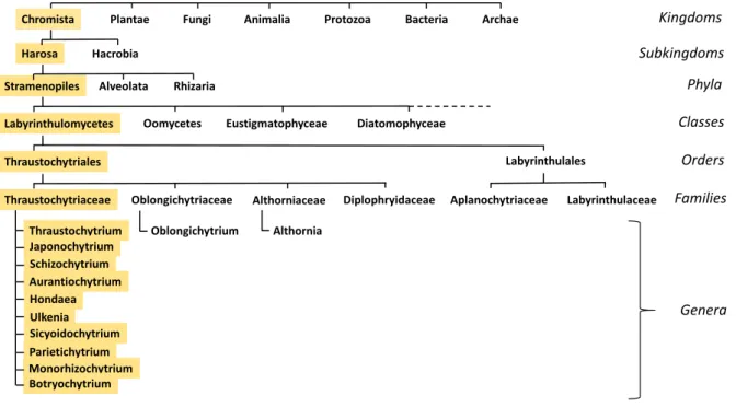 Fig.  1.  Classification  showing  the  position  of  thraustochytrids  in  the  tree  of  life