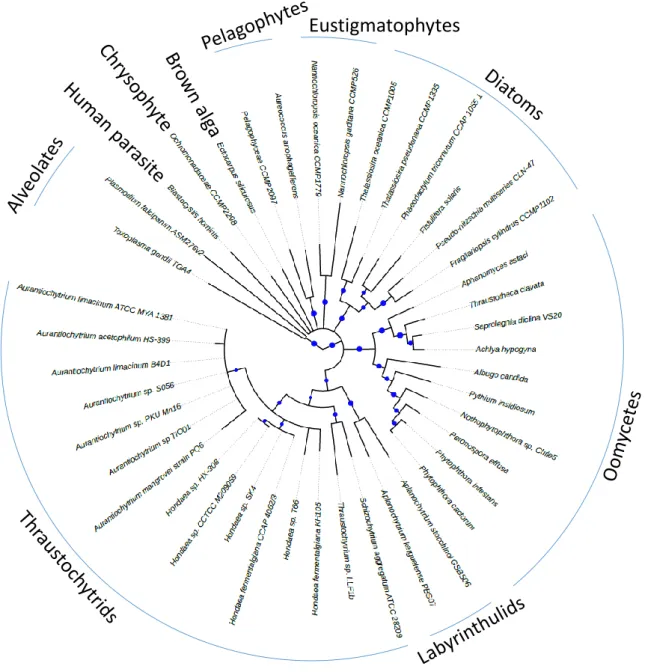 Fig.  2.  Phylogenomic  tree  based  on  219  informative  orthogroups  of  thraustochytrids  and  other  stramenopiles