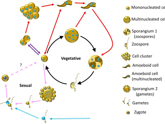 Fig. 3. Putative scheme summarizing the life cycles of thraustochytrids. The core cycle represented  here  by  black  arrows  has  been  observed  in  all  species  currently  classified  as  thraustochytrid