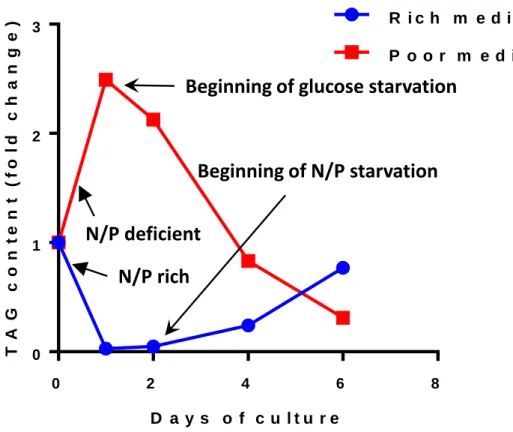 Fig. 4. Effect of the C:N ratio on the dynamics of lipids in Aurantiochytrium limacinum during a growth  cycle