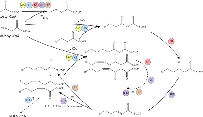 Fig. 8. Putative scheme illustrating the reactions catalyzed by the PUFA synthase. This scheme relies  on previous reports describing the functions of the different domains [103-105]