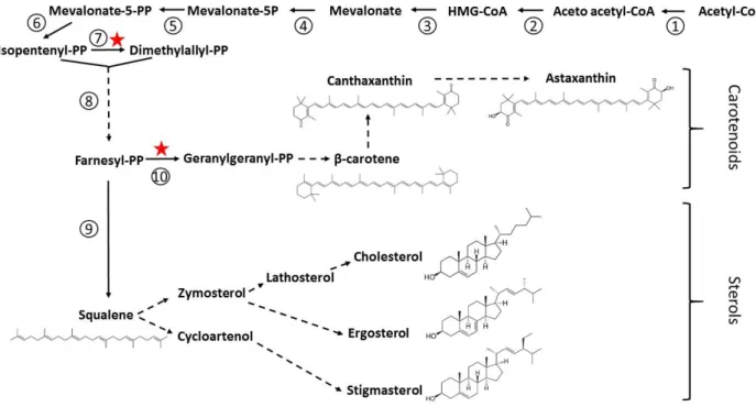 Fig.  10.  Carotenoid  and  sterol  syntheses  in  thraustochytrids.  This  scheme  shows  the  mevalonate  pathway and the branch point leading to carotenoids in one hand and sterols in the other hand