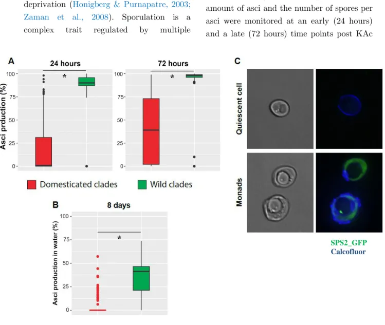 Figure  2.  Wild  strains  are  extremely  prone  to  sporulate.  Boxplots  showing  sporulation  efficiency  of  domesticated  (red)  and  wild  (green)  strains