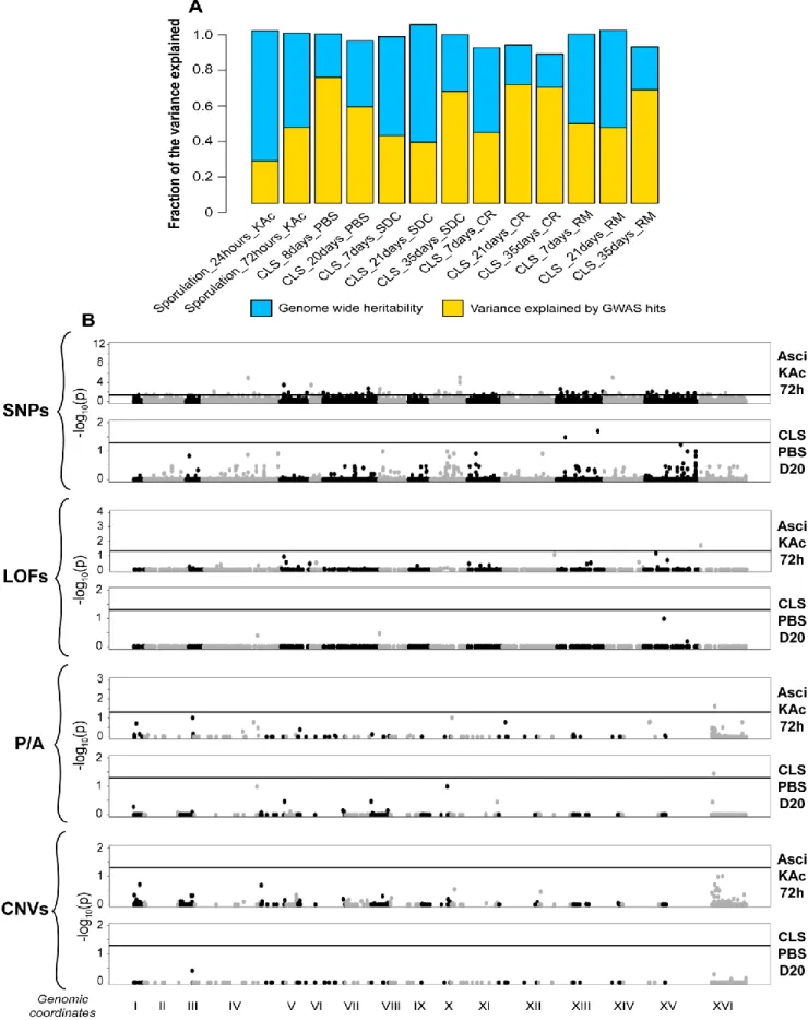 Figure 8. GWAS reveal new genetic variants regulating sporulation and CLS. (A) Narrow sense  heritability  and  phenotypic  variance  explained  by  GWAS  predicted  genetic  determinants
