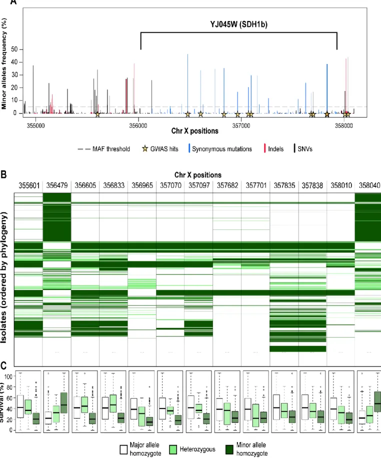 Figure  9.  SDH1b  variants  modulate  CLS.  (A)  Summary  of  the  thirteen  QTNs  (yellow  stars)  identified  by  GWAS  at  SDH1b  locus
