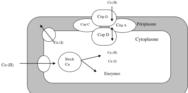 Figure 03. Transport du cuivre et résistance. 
