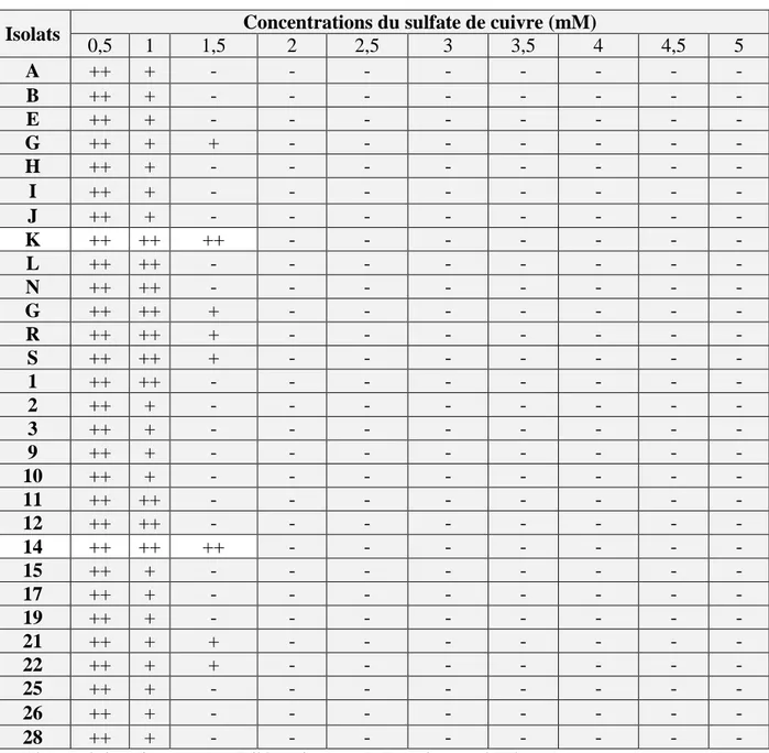 Tableau 04.  Effet du sulfate de cuivre sur la croissance des isolats de Pseudomonas  fluorescents 