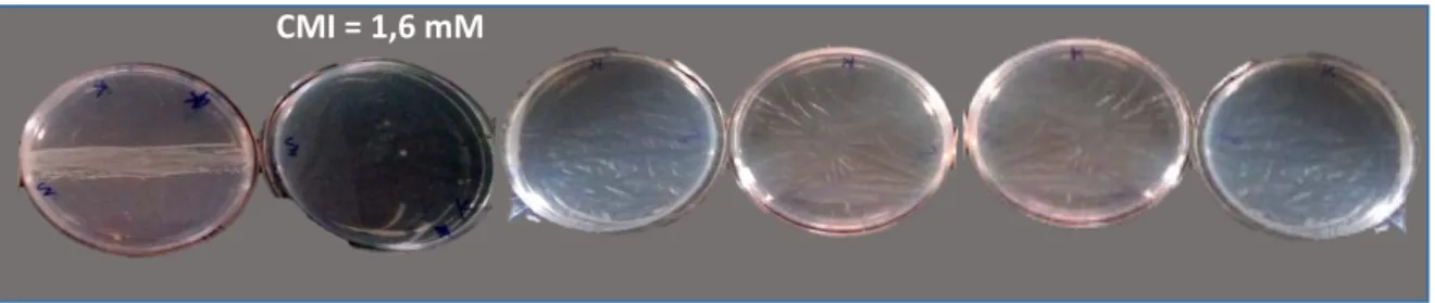 Tableau 05. Concentration minimale inhibitrice du cuivre vis-à-vis les deux isolats de  Pseudomonas fluorescents étudiés