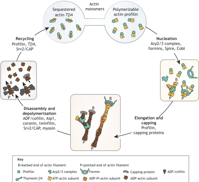 Fig. 1. The dynamic steady state of actin. Minimal steps needed to reach a dynamic steady state of different actin architectures are illustrated