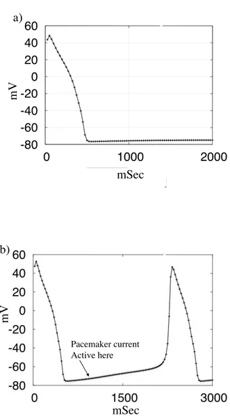 Figure 1.2: Pacemaker current: a) Action potential of a myocyte. b) Same in SA node cells.