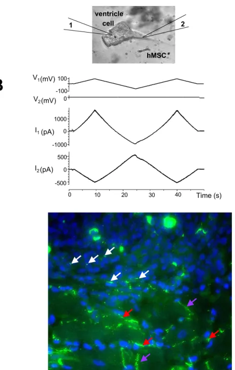 Figure 1.4: Stem cells form gap junctions with adjacent myocytes. See an analysis and more details in chapter ”Stem cell model”.