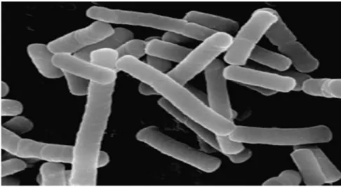 Figure 3 : Lactobacillus Rosell-11 observé au microscope électronique transmission  (M.E.T.) (x10000)