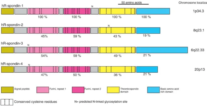 Figure 4 : Composition des protéines de la Famille R-spondin. (de Lau et al., 2012) 