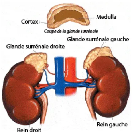 Figure 6 : Représentation schématique de la localisation et de la structure des glandes  surrénales