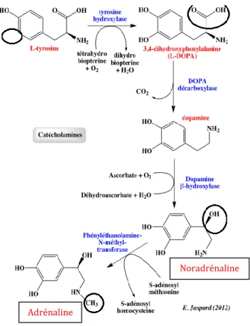Figure 7 : Voie métabolique de synthèse des catécholamines dans la médullo-surrénale 