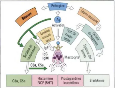Figure 4 : les systèmes enzymatiques plasmatiques (Fonteneau, 2004) .  Tableau 1 : Origines cellulaires et effets des principaux médiateurs inflammatoires 