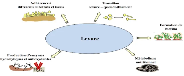 Figure 8 : Facteurs de virulence des levures du genre Candida (Sabra, 2013). 