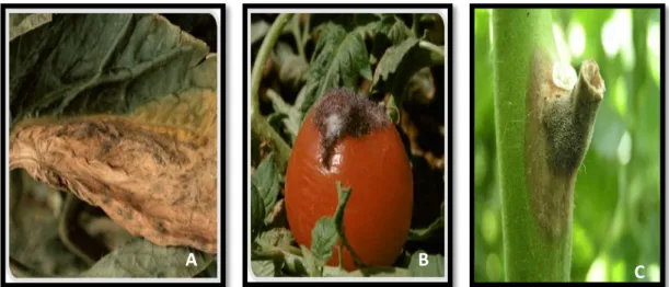 Figure 3: Symptômes de Botrytis cinerea sur : (A) fruits,  (B) feuilles, (C) tiges de la tomate  (Blancard et al., 2013)