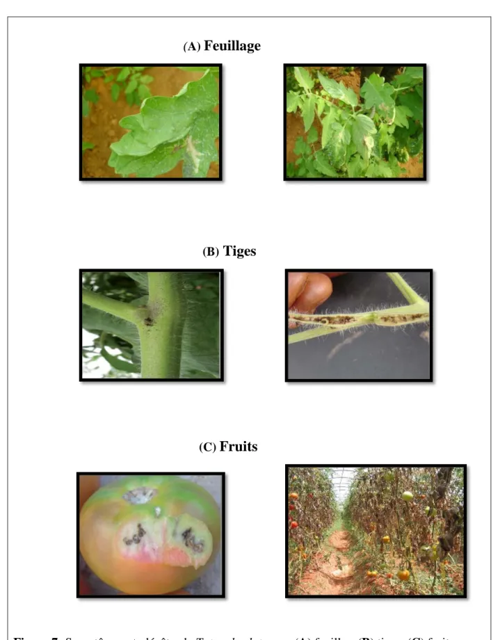 Figure 7: Symptômes et  dégâts  de Tuta  absoluta sur :(A) feuilles, (B) tiges, (C) fruits        (Perera, 2008)