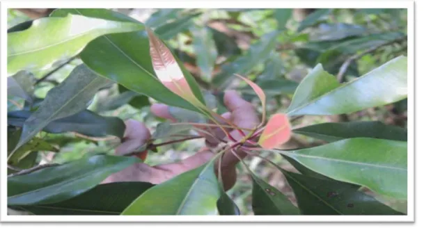Figure 2 : feuilles jeunes de couleur rose et feuilles matures  de couleur verte du giroflier