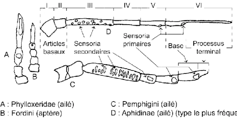 Figure 3: Différents types d'antennes (LECLANT, 2000). 