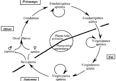 Figure  4:  Représentation  schématique  du  cycle  de  vie  des  pucerons  en  régions  tempérées  (SAUVION, 1995)