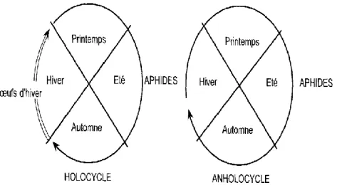 Figure 6: comparaison entre un cycle holocyclique et un cycle anholocyclique (LECLANT,  2000)