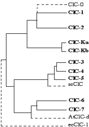 Figure 3: Les canaux chlorure dépendants du voltage: la famille des ClC.