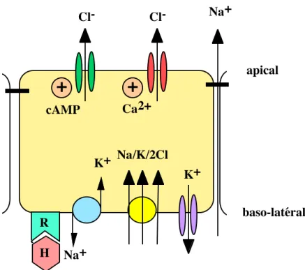 Figure 4: Modèle de la sécrétion de chlorure à travers une cellule épithéliale. 