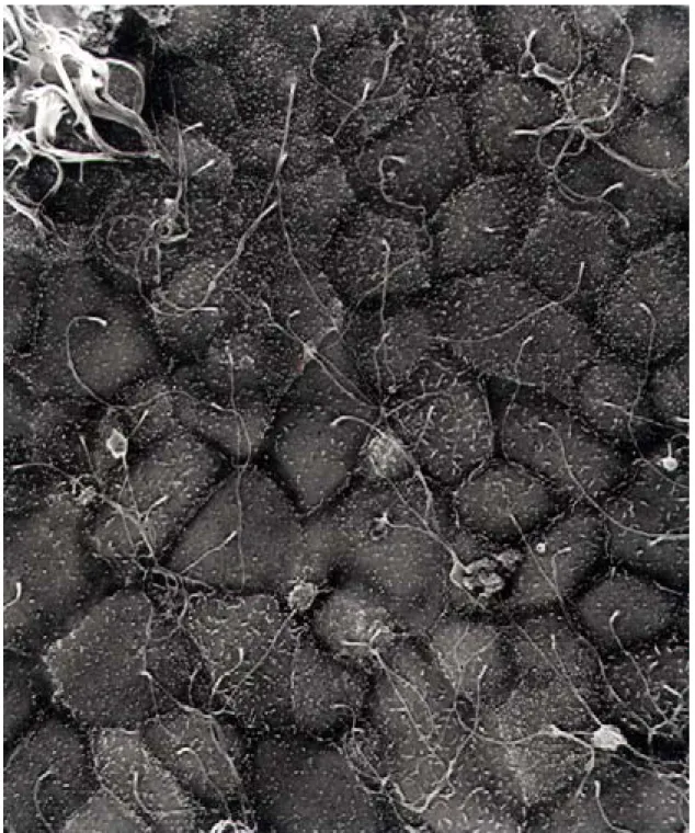 Figure 15: image en microscopie à balayage d’une monocouche de cellules A6 sur filtre