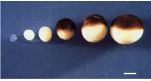 Figure 19: Photographie en microscopie  optique d'une coupe d'un ovocyte de xénope  défolliculé manuellement et fixé 2 heures en  2,5% de glutaraldéhyde