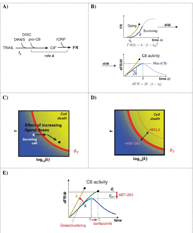 Figure 1.  A cell fate prediction arising from contribution of both rate and duration of C8 activity 