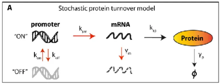Figure 5.  Bertaux’s stochastic protein turnover model.  