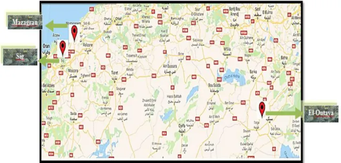 Figure 15. Provenances géographiques de l‘Atriplex halimus L. (Google maps). 